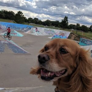 Cortez Skatepark in Colorado